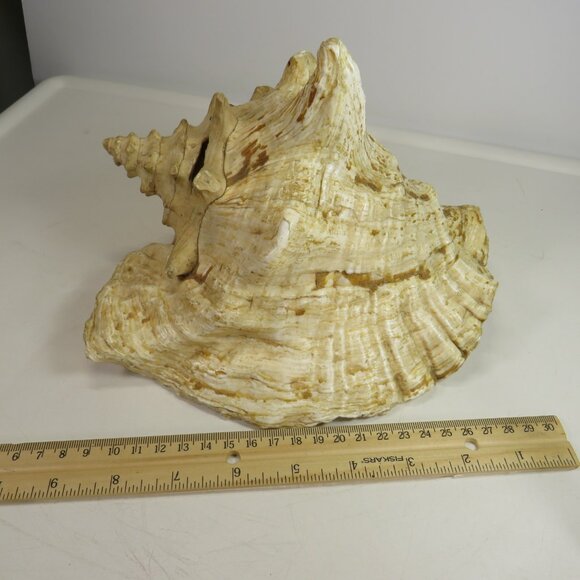 Large Real Conch Sea Shell 9x8" 6" tall has some chips Warm Tan - Picture 6 of 13